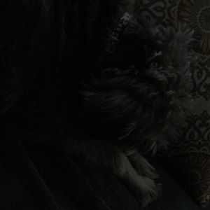 Meet your Posher, George